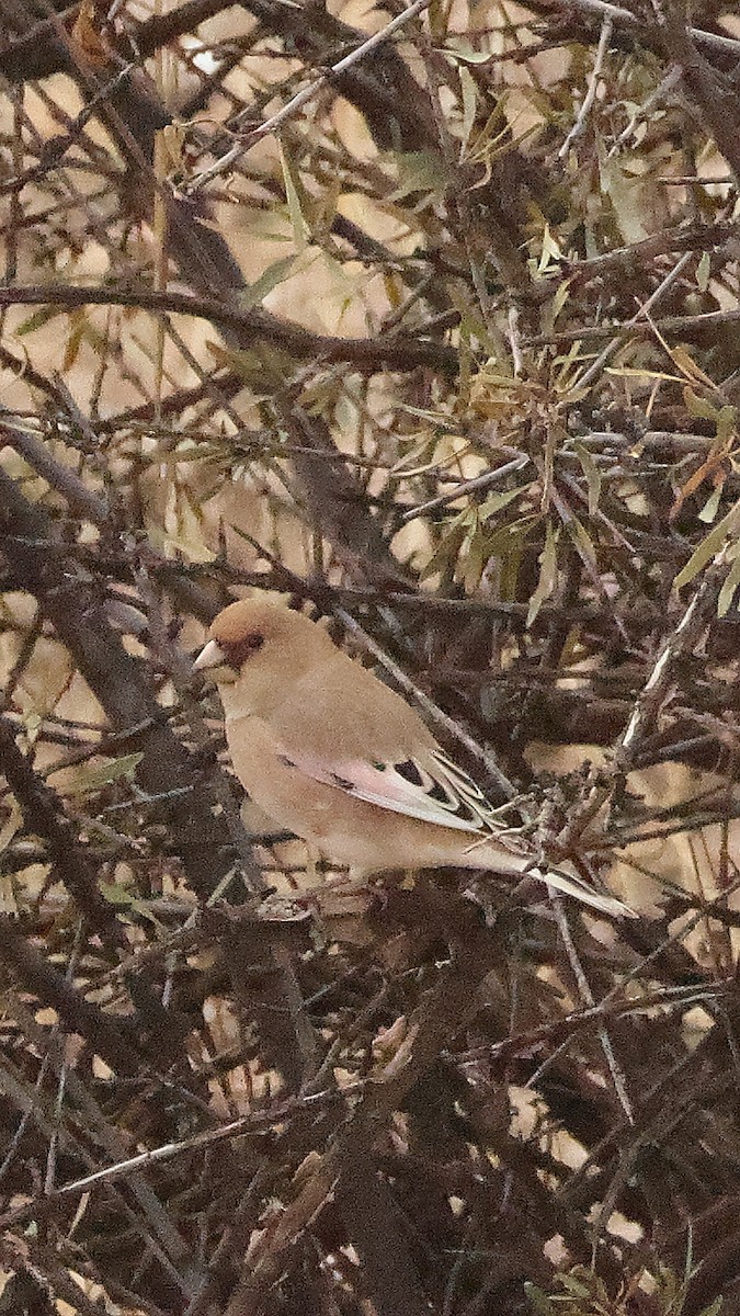 Буланый вьюрок - ML647825126