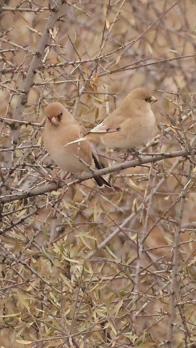 Буланый вьюрок - ML647825127