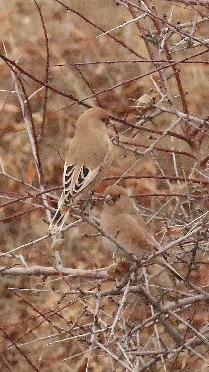 Буланый вьюрок - ML647825128