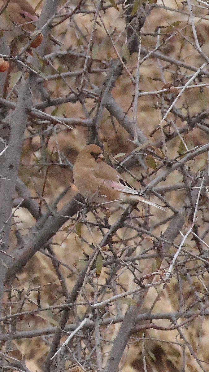 Буланый вьюрок - ML647825129