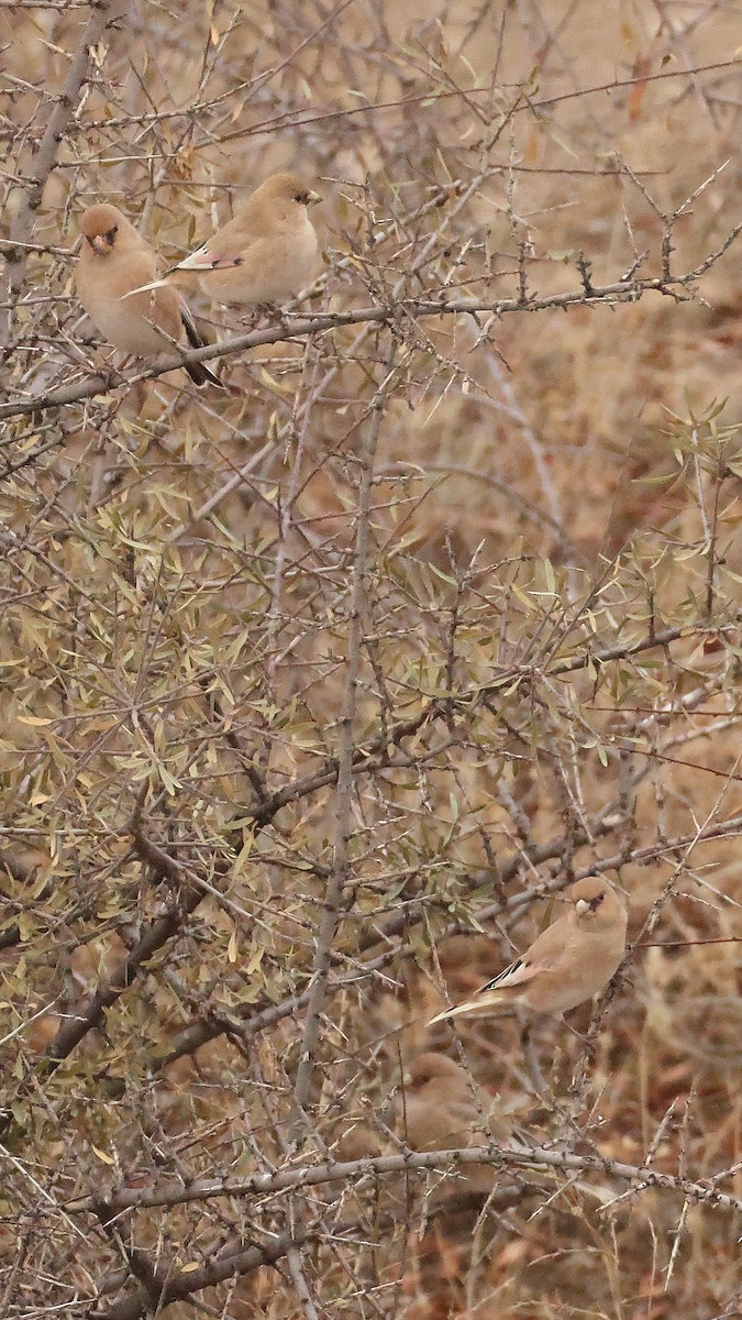 Буланый вьюрок - ML647825130