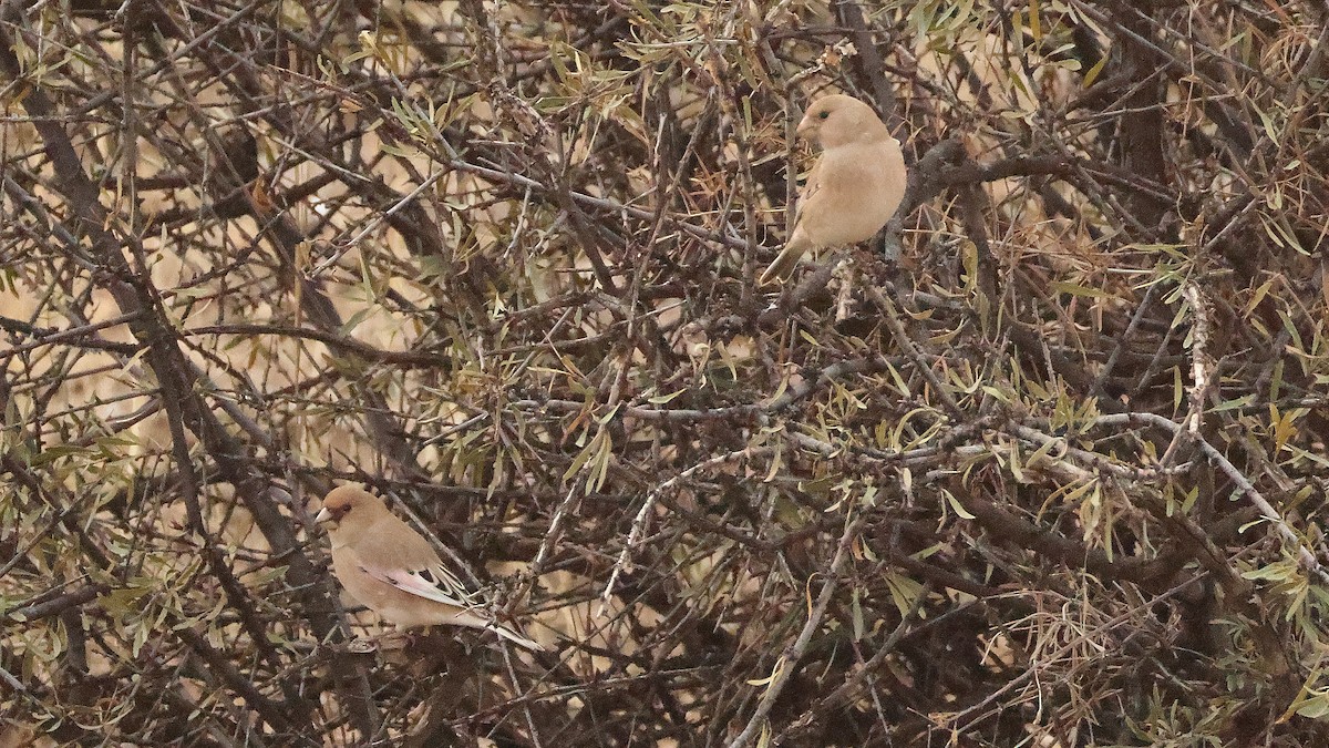 Буланый вьюрок - ML647825132