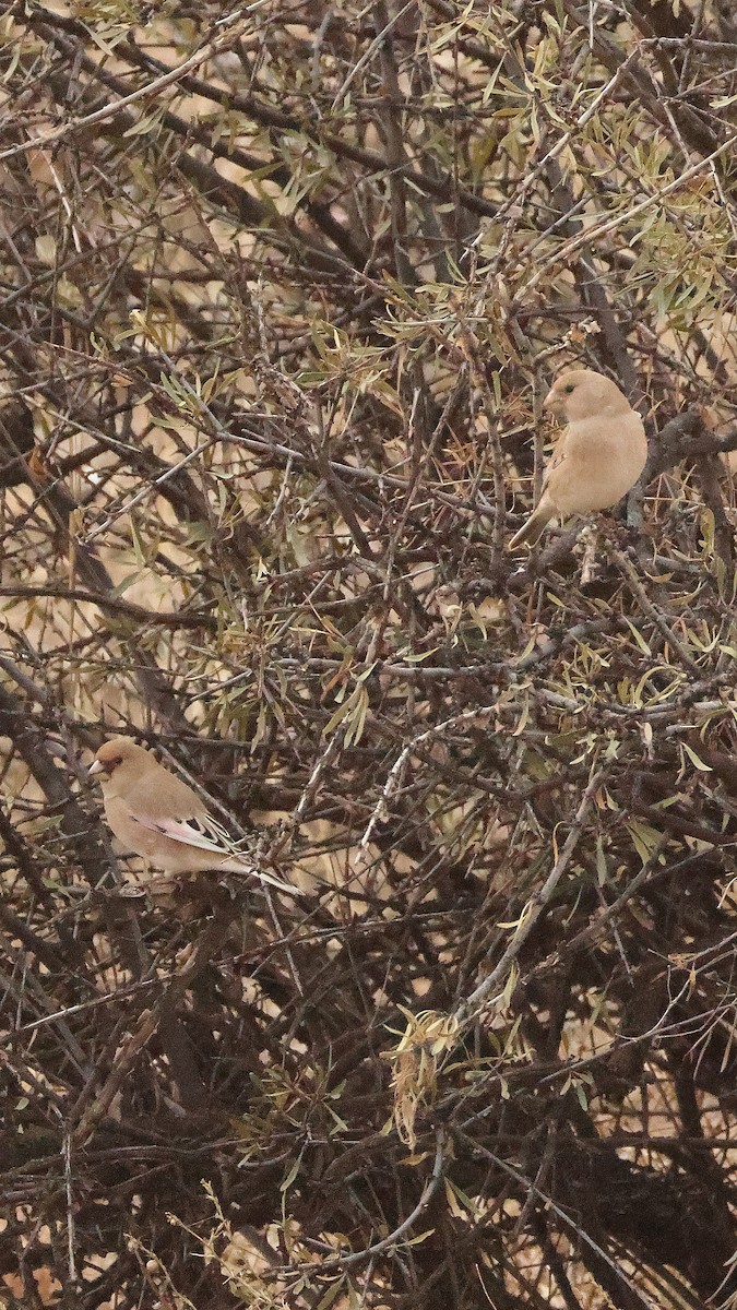 Буланый вьюрок - ML647825133