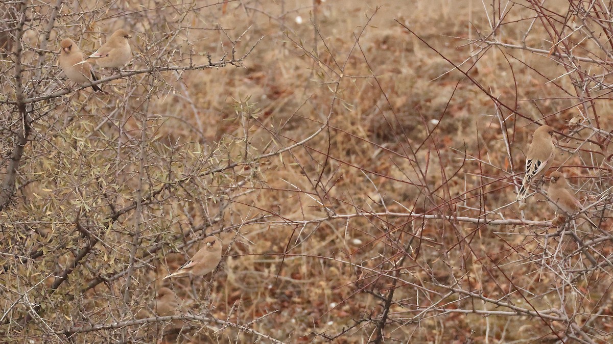 Буланый вьюрок - ML647825134