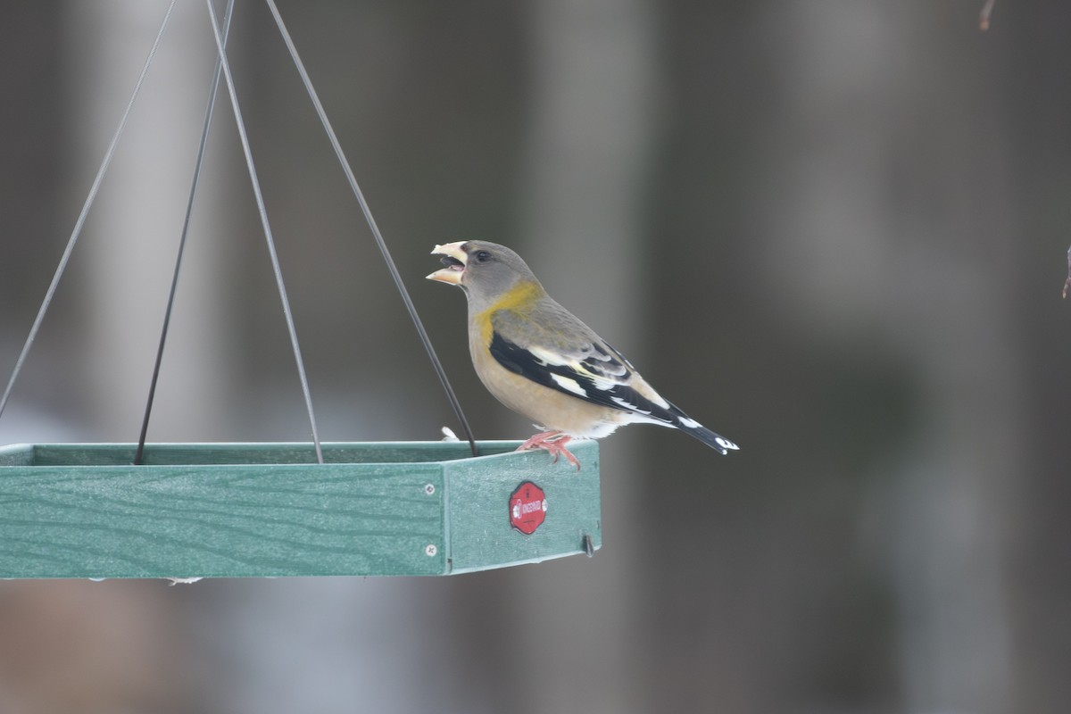 Mokolodi bekainoria - ML647825156