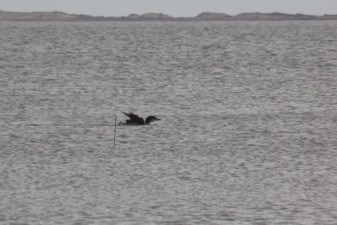 potáplice lední - ML647825182