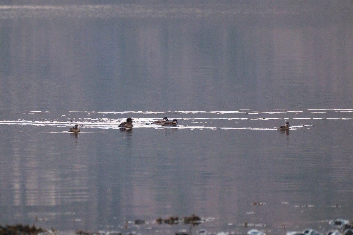 Common Scoter - ML647825203