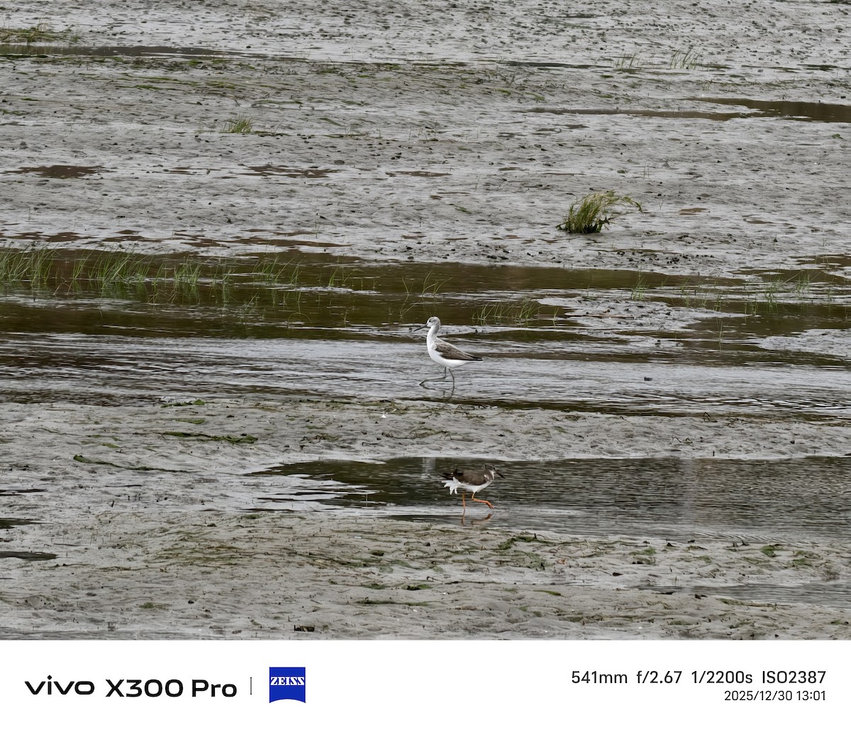 Archibebe Claro - ML647825216