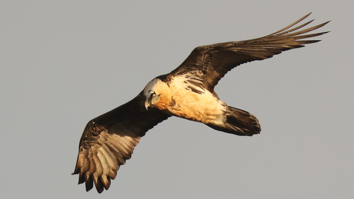 Quebrantahuesos - ML647825218