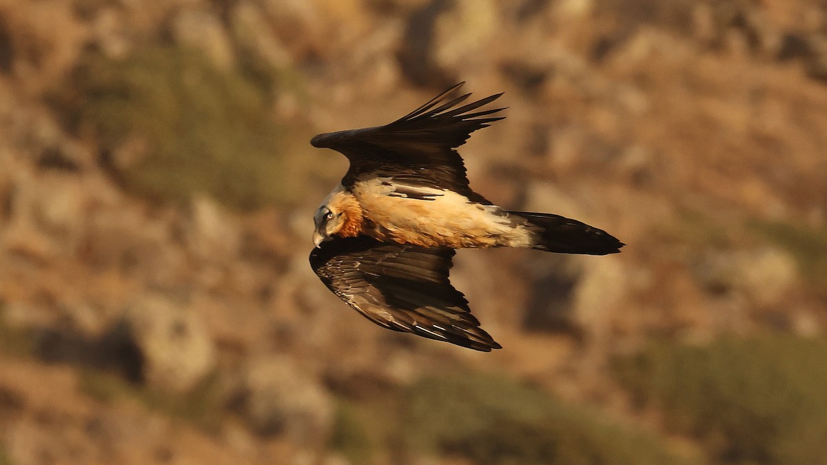 Quebrantahuesos - ML647825219