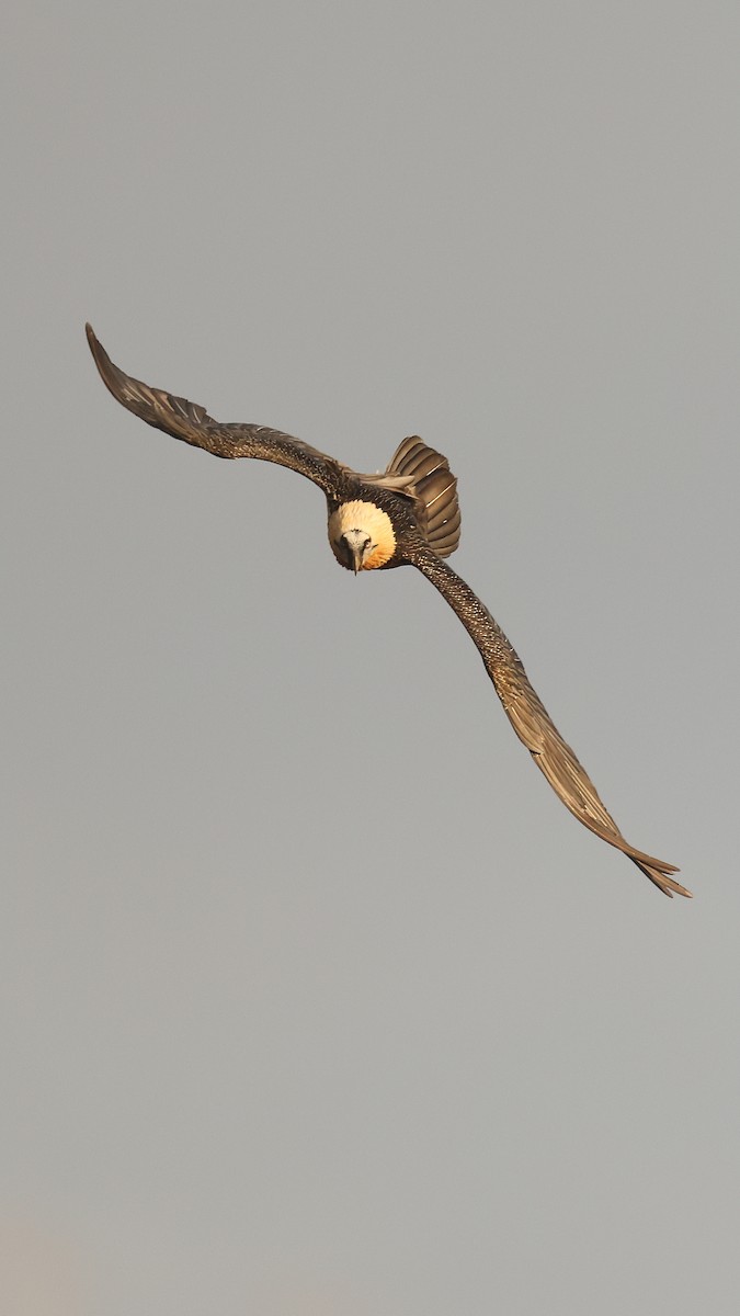 Quebrantahuesos - ML647825220