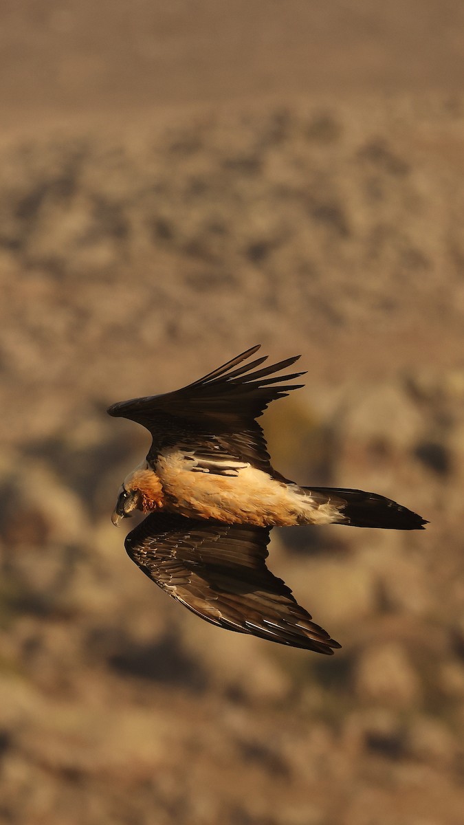 Quebrantahuesos - ML647825221