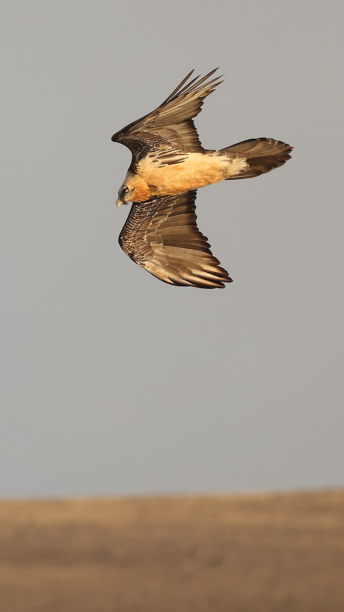 Quebrantahuesos - ML647825222