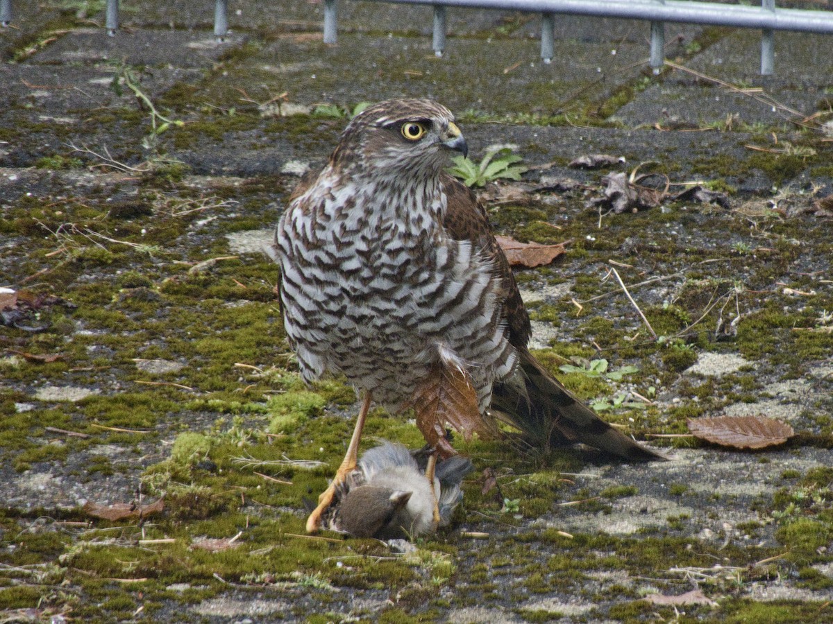 Gavilán Común - ML647825224