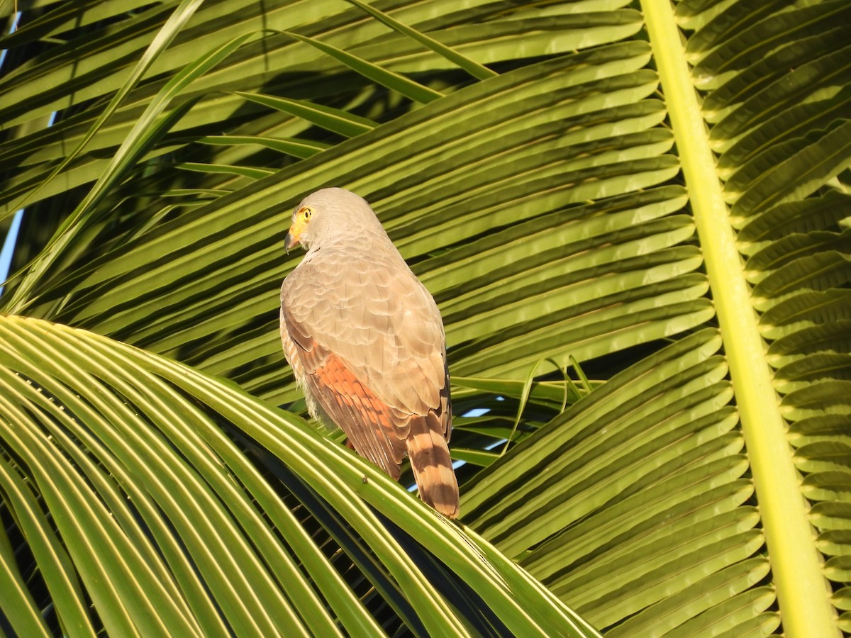 Roadside Hawk - ML647825227