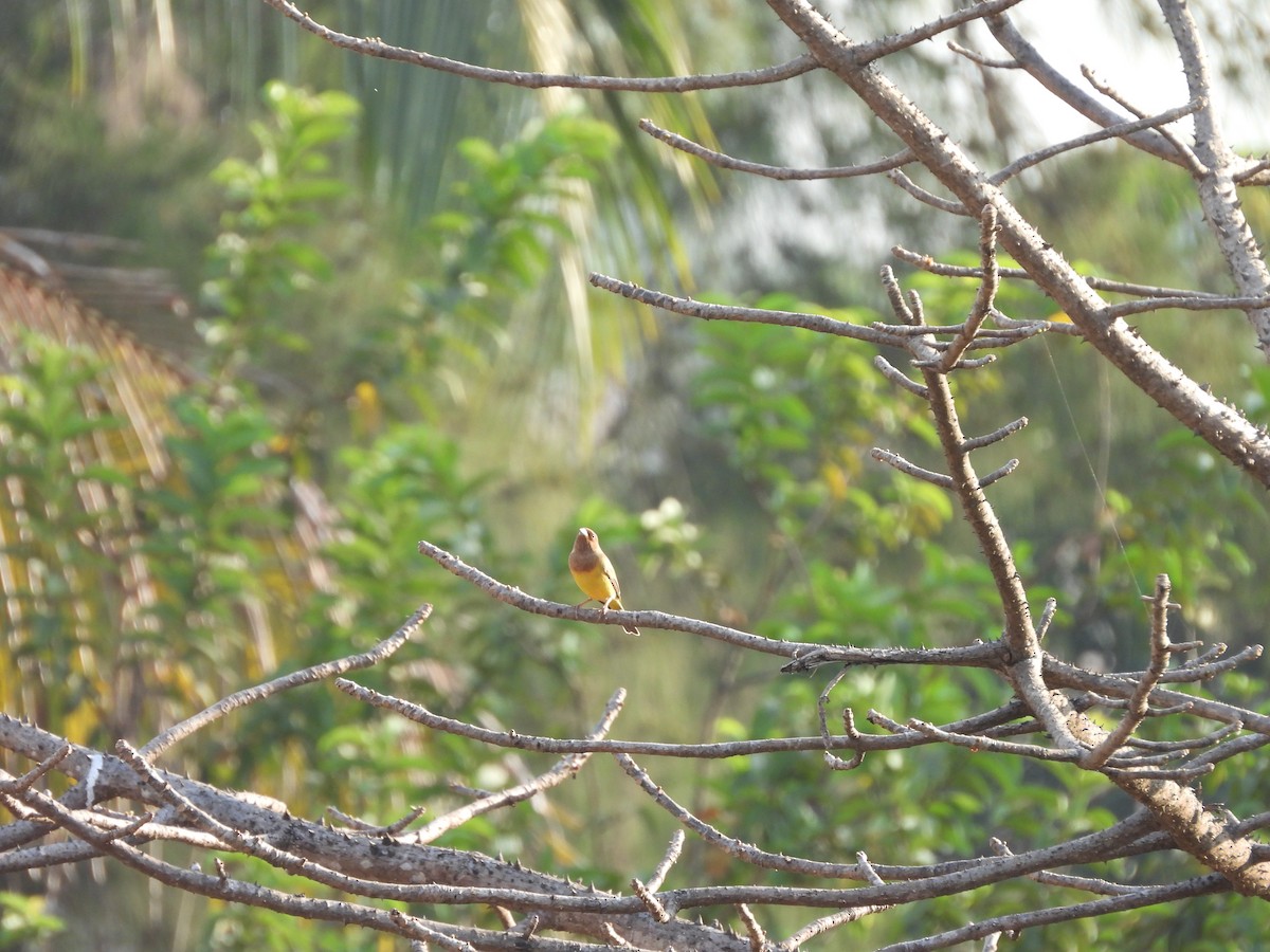 Escribano Carirrojo - ML647825229