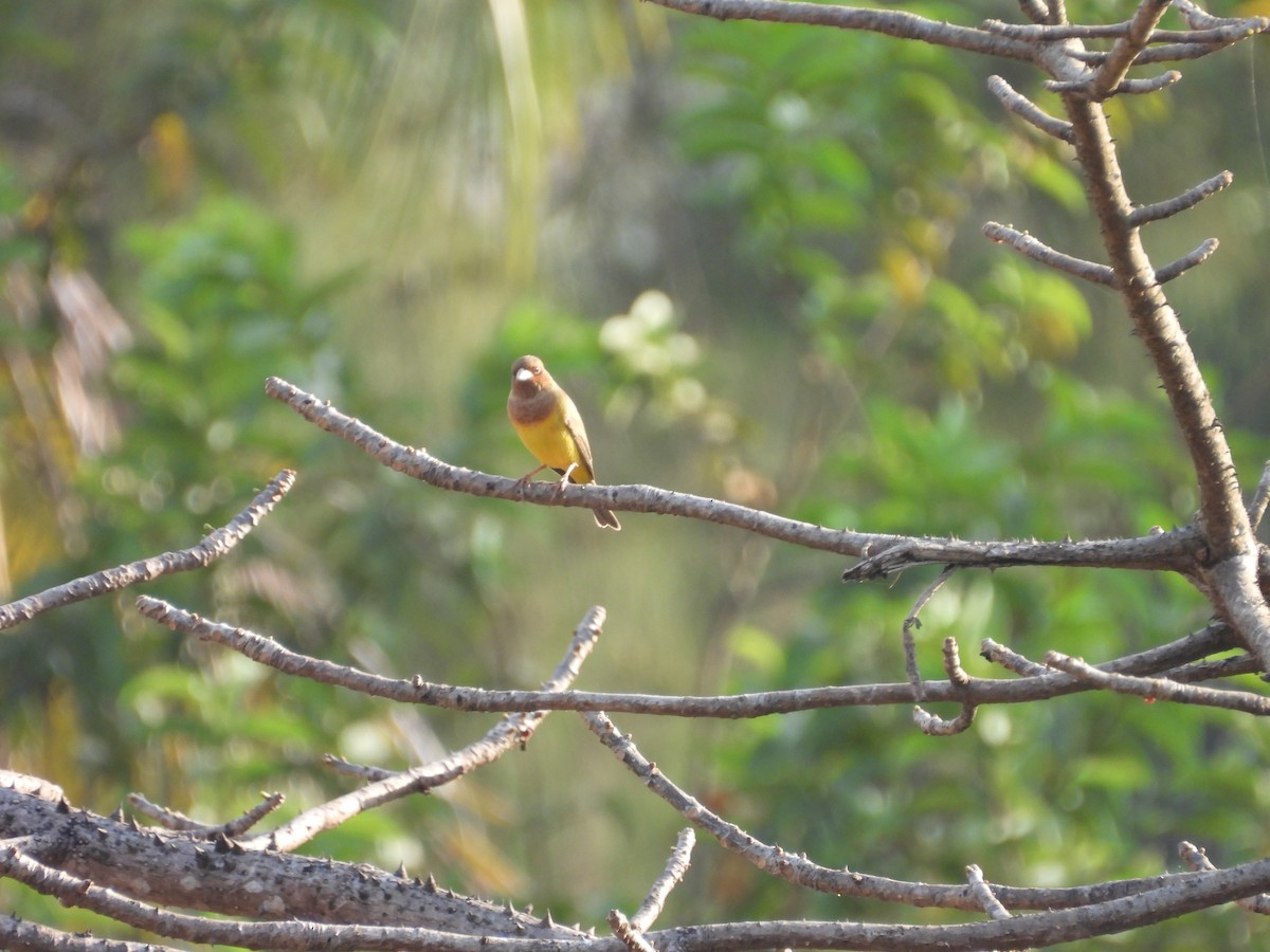 Escribano Carirrojo - ML647825230