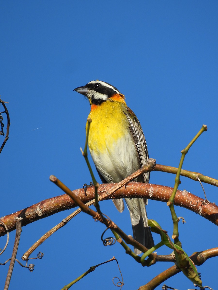 Cigua Puertorriqueña - ML647825231