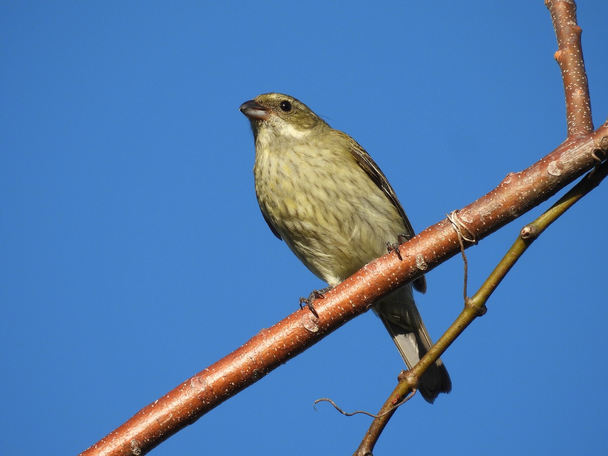 Cigua Puertorriqueña - ML647825232