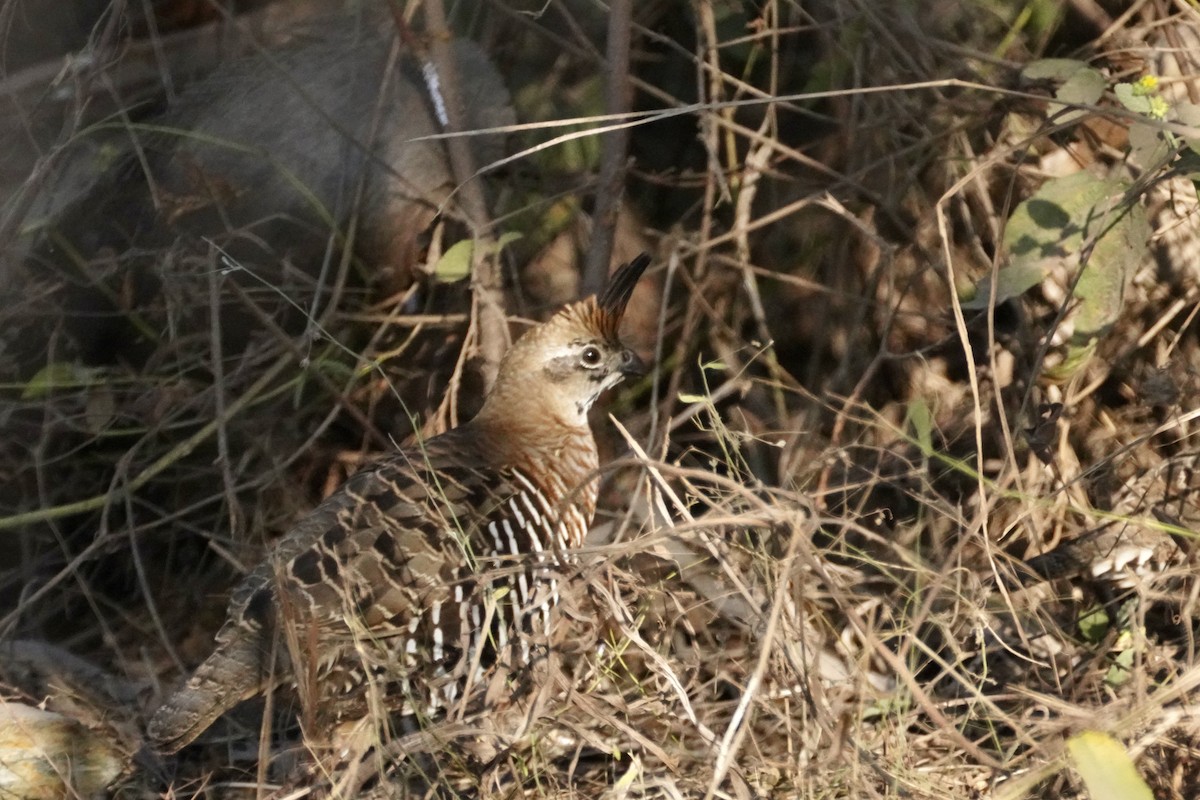Colín Bandeado - ML647825233