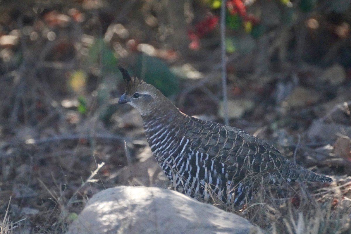 Colín Bandeado - ML647825234