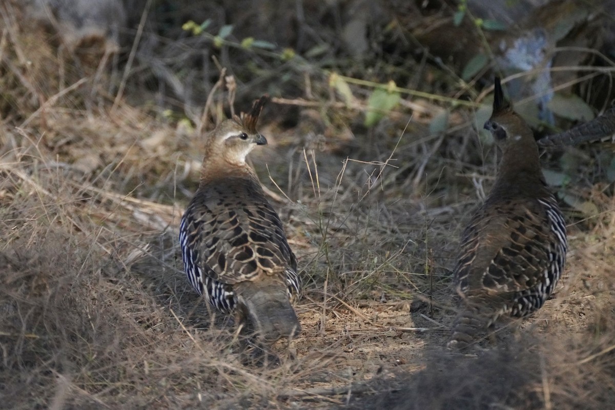 Colín Bandeado - ML647825235