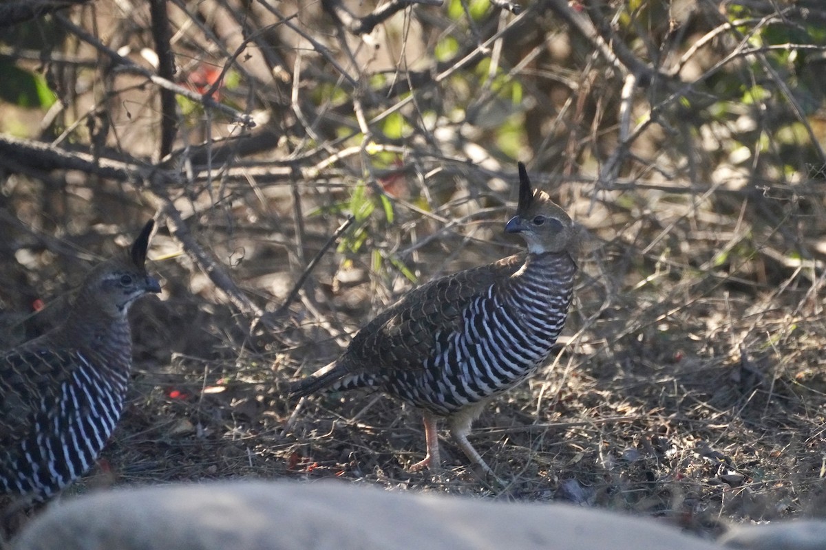 Colín Bandeado - ML647825236