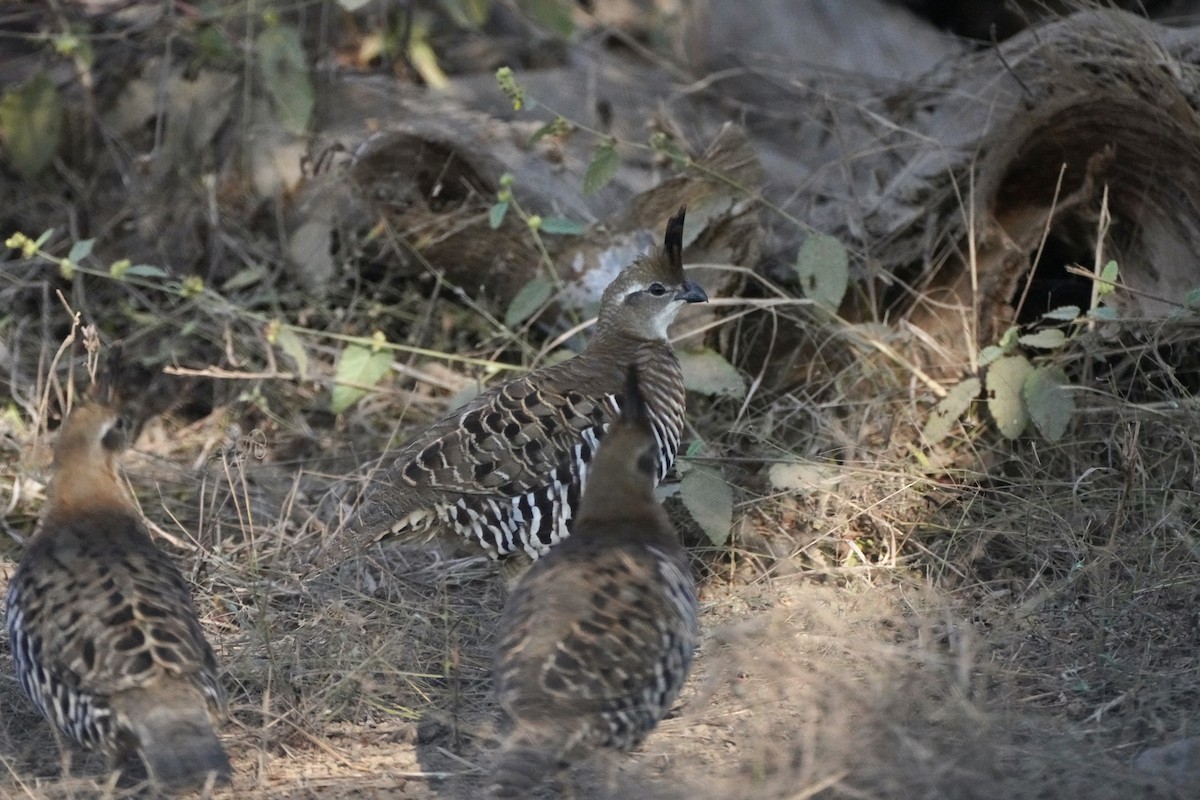 Colín Bandeado - ML647825237