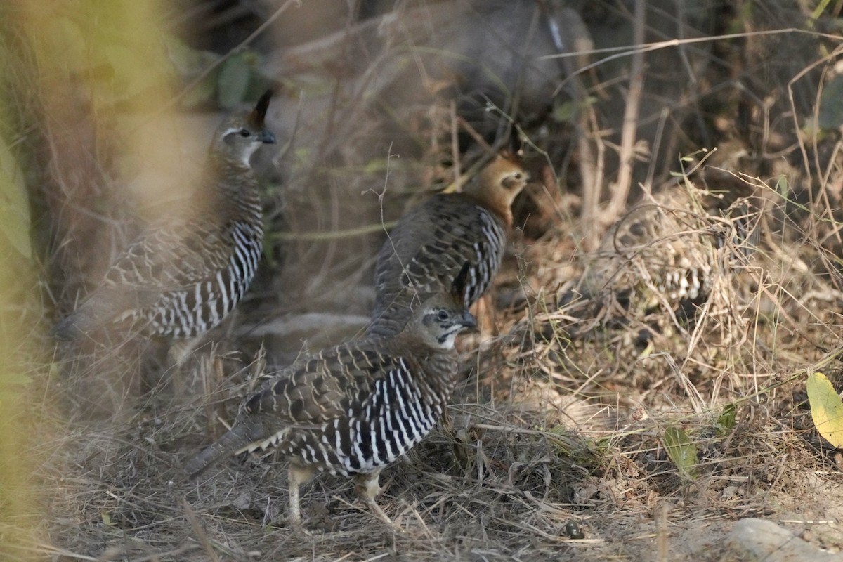 Colín Bandeado - ML647825238