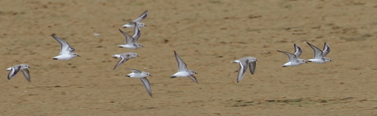 Correlimos Cuellirrojo - ML647825240