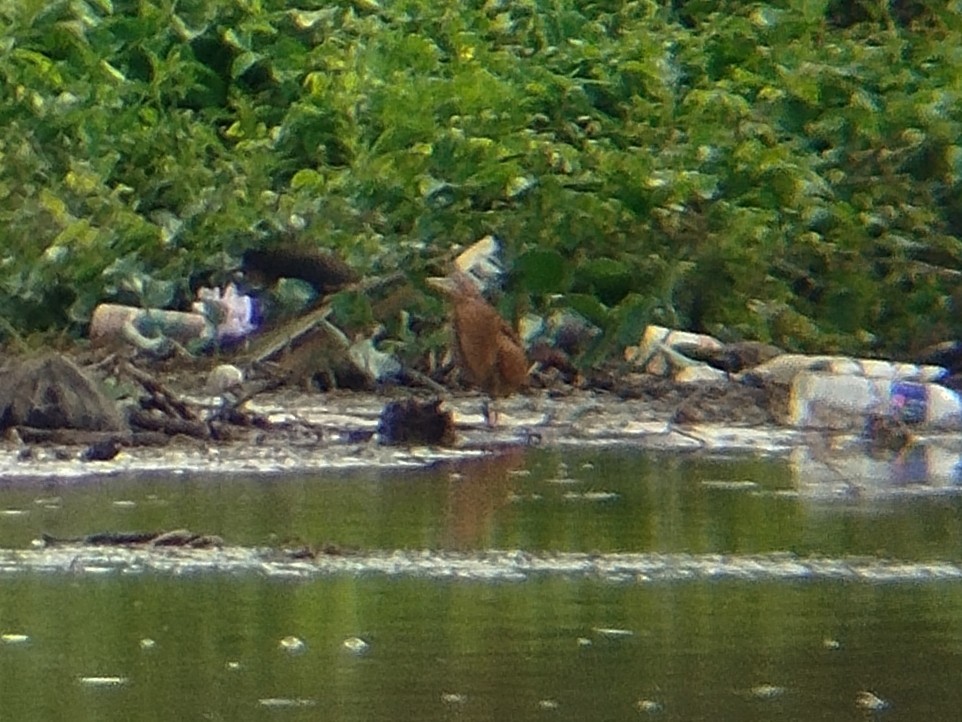 Avetorillo Canelo - ML647825241
