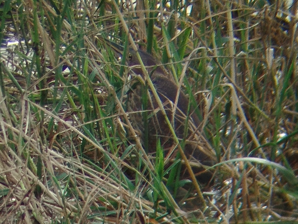 Avetorillo Canelo - ML647825242