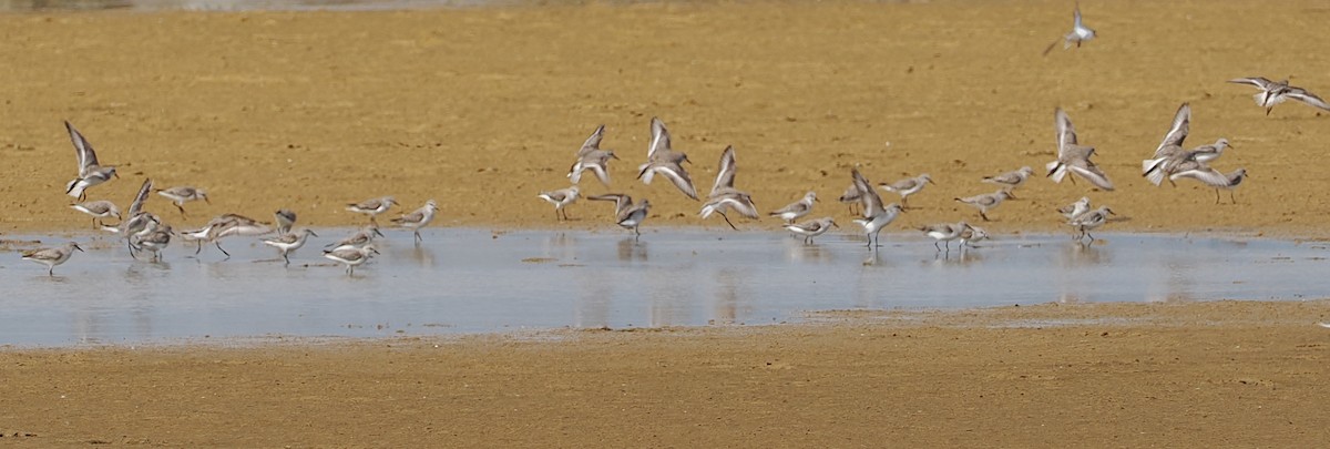 Correlimos Cuellirrojo - ML647825243