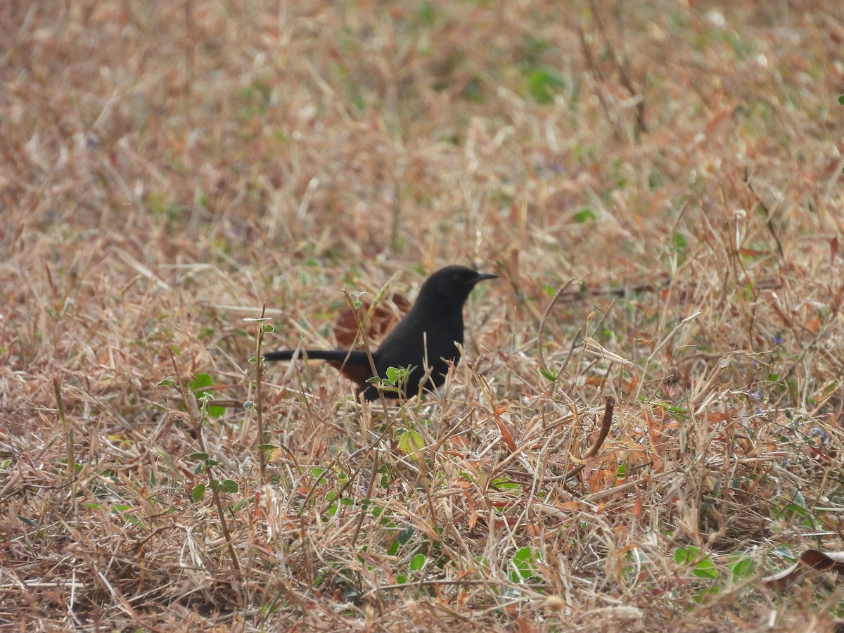 Tarabilla Terrestre - ML647825244