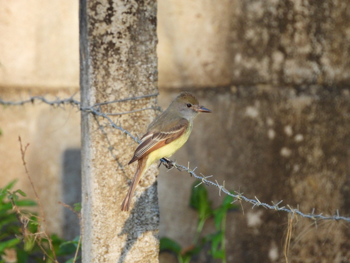 Copetón Viajero - ML647825247