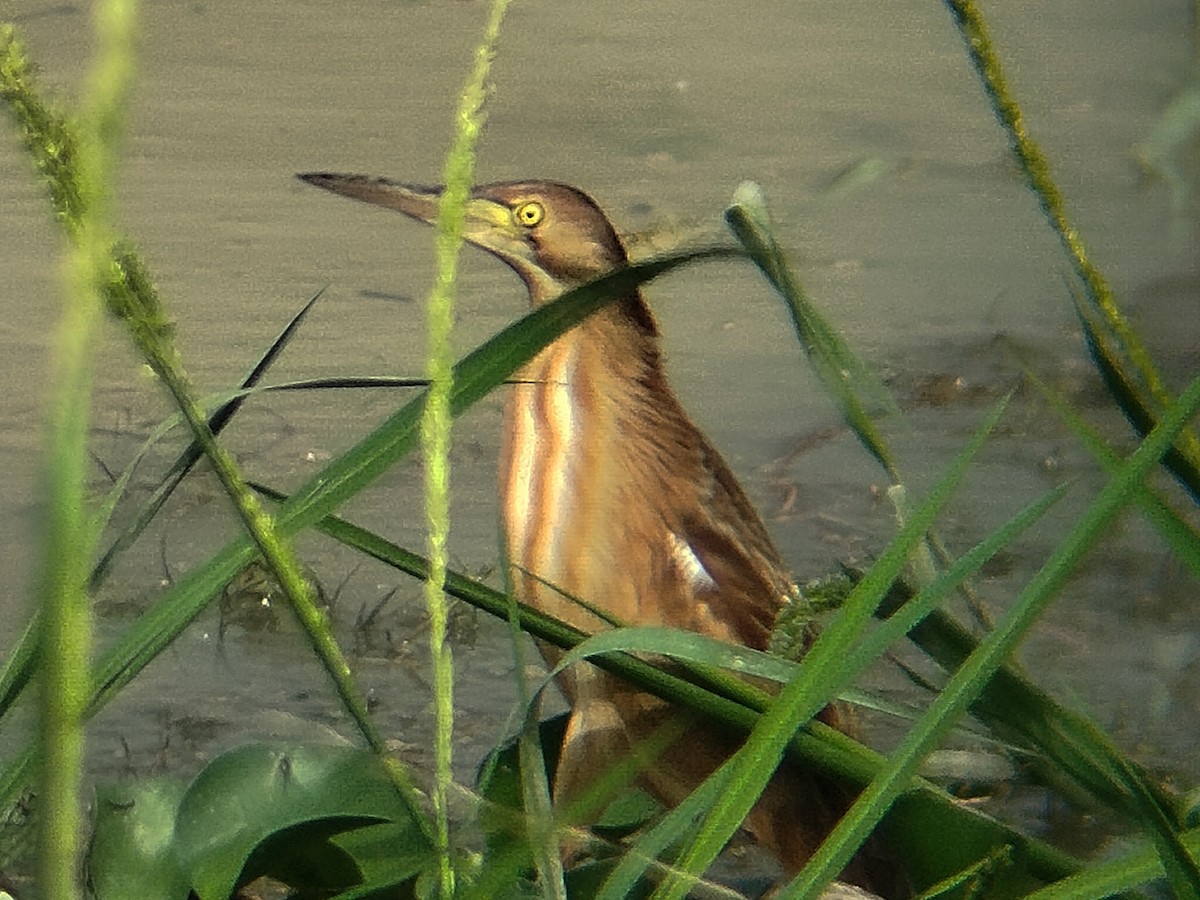 Avetorillo Chino - ML647825249