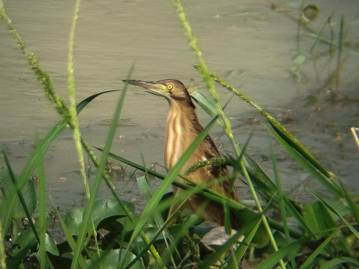 Avetorillo Chino - ML647825250