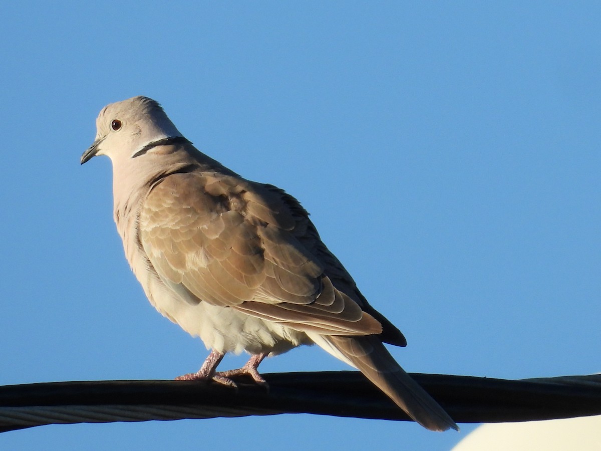 Tórtola Turca - ML647825251