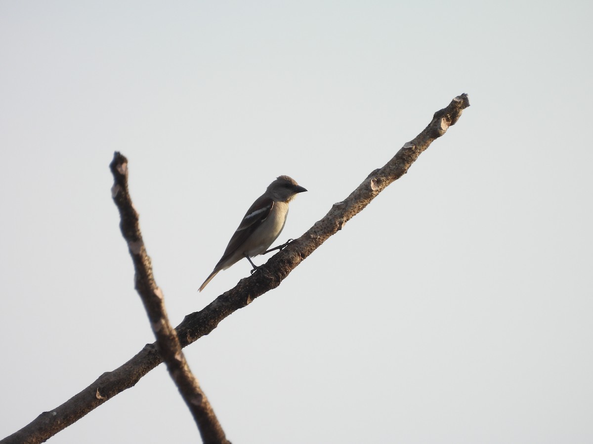 Gorrión Cuelligualdo - ML647825252