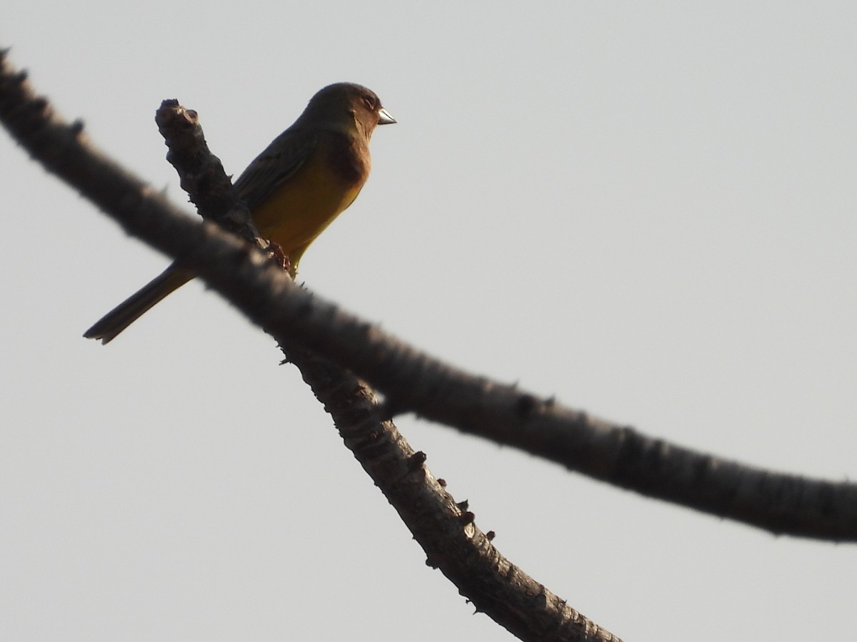 Escribano Carirrojo - ML647825254