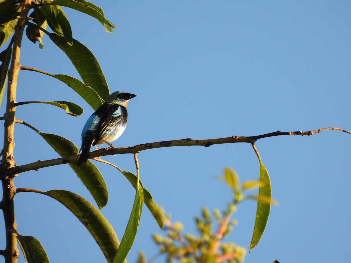 Tangara Cabecidorada - ML647825255