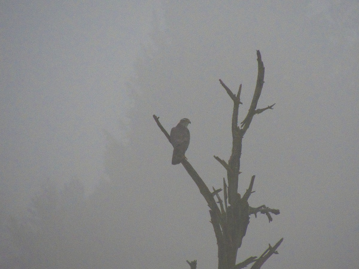 Яструб великий - ML647825273