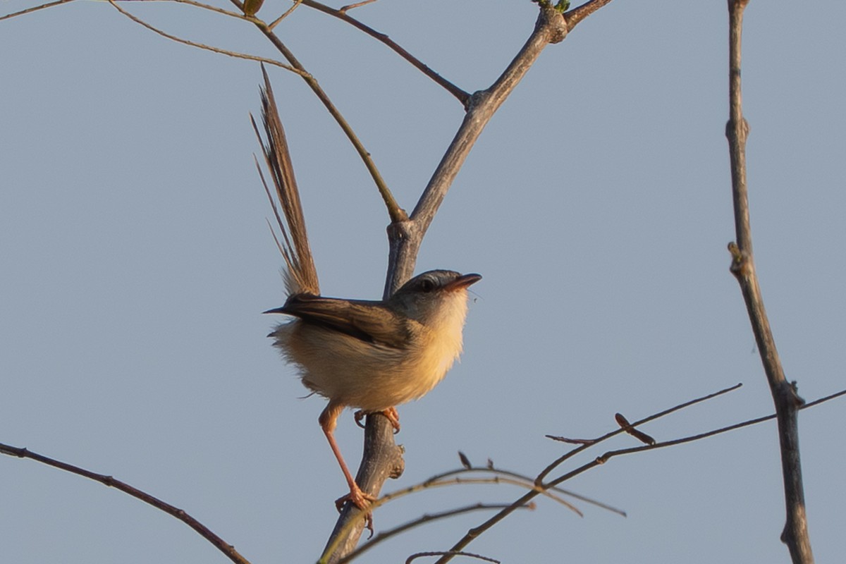 Prinia Sencilla - ML647825277