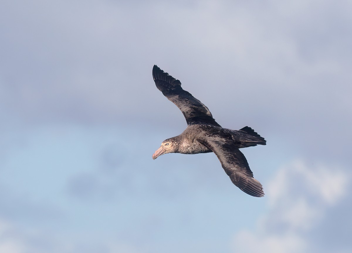 sørkjempepetrell - ML647825282