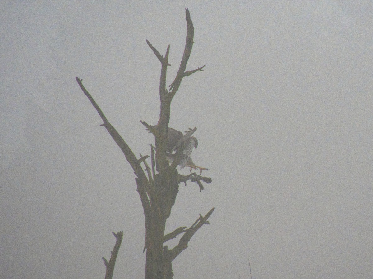 Яструб великий - ML647825284