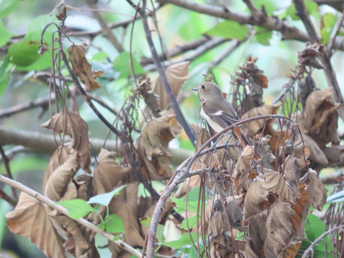 חכלילית סיבירית - ML647825327