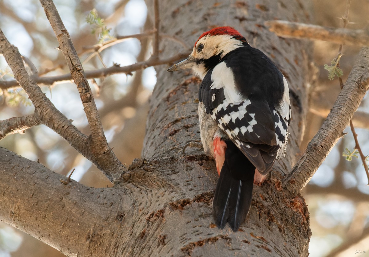 Sind Woodpecker - ML647825328