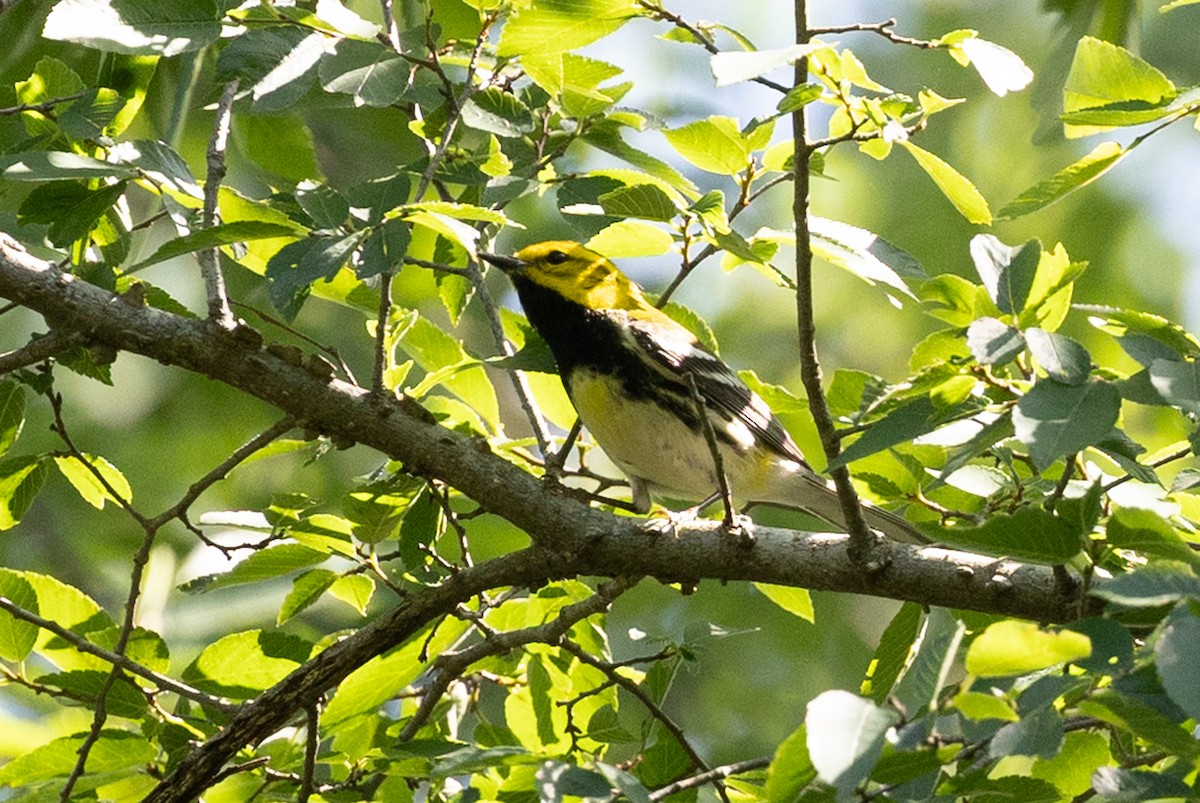 Black-throated Green Warbler - ML647825337