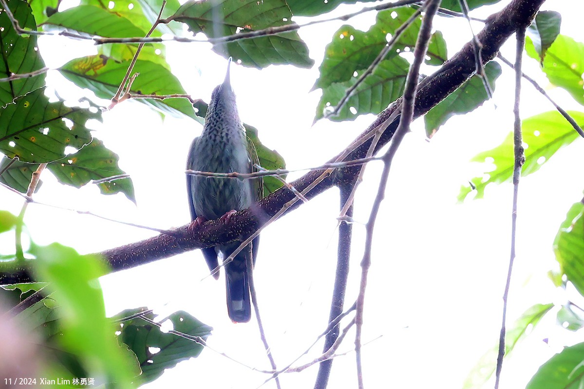 Bornean Spiderhunter - ML647825338