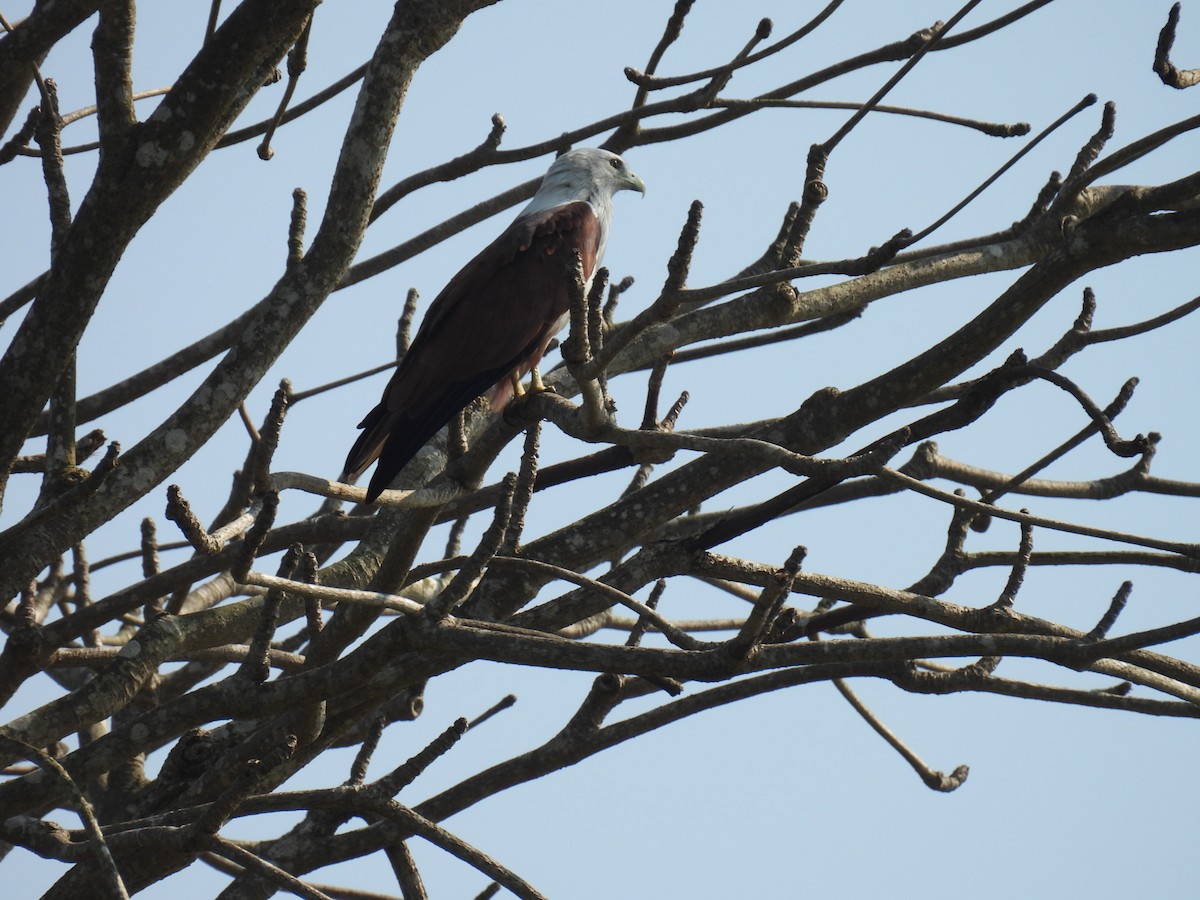 Brahminy Kite - ML647825340
